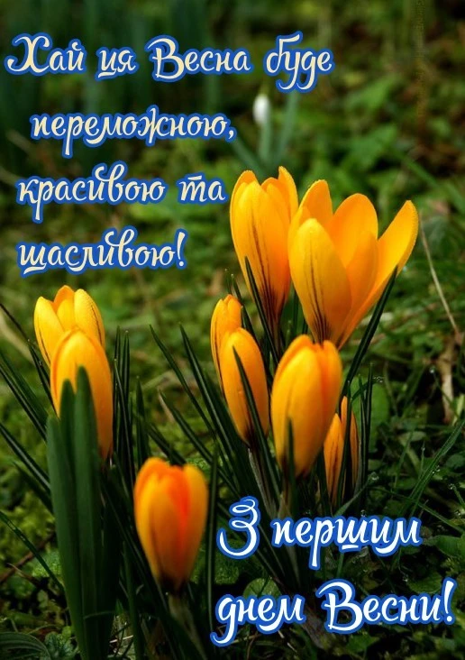 Жовті крокуси на зеленій траві з привітанням про весну.