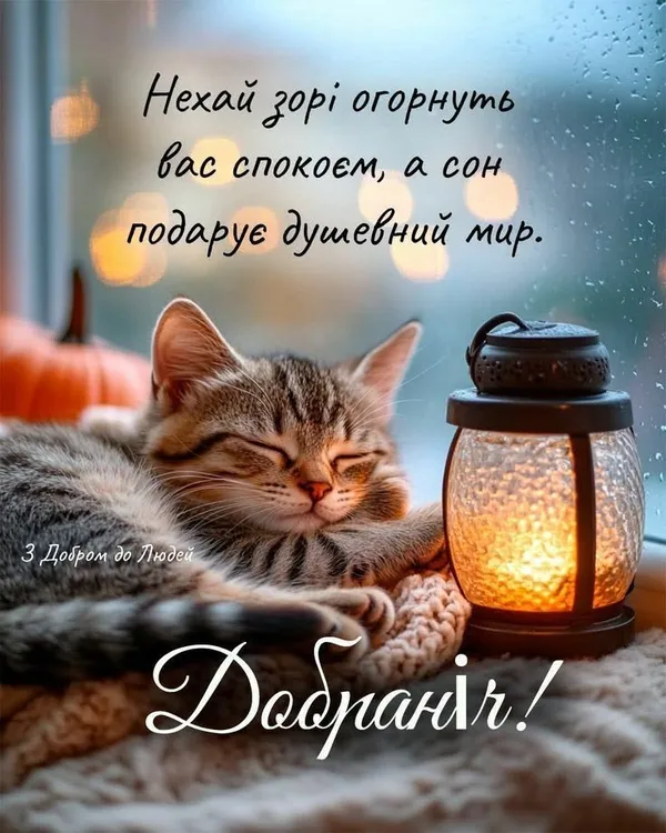 Спляча кішка поруч із свічкою під дощем